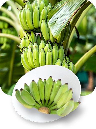 alisainter-fruit1