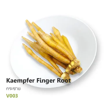 กระชาย-Kaempfer-Finger-Root