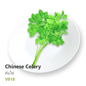 คื่นไช่-Chinese-Celery