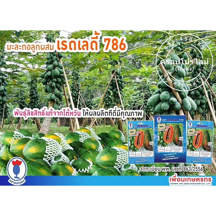 เรดเลดี้-1