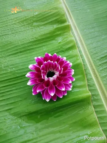 100malai-(2)