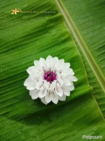 100malai-(3)