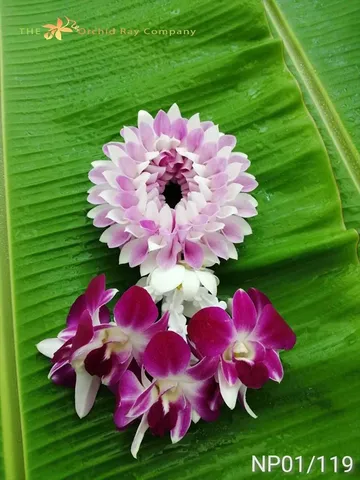 100malai-(3)