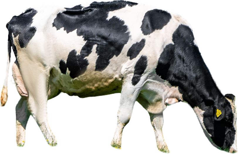 DalumDairy