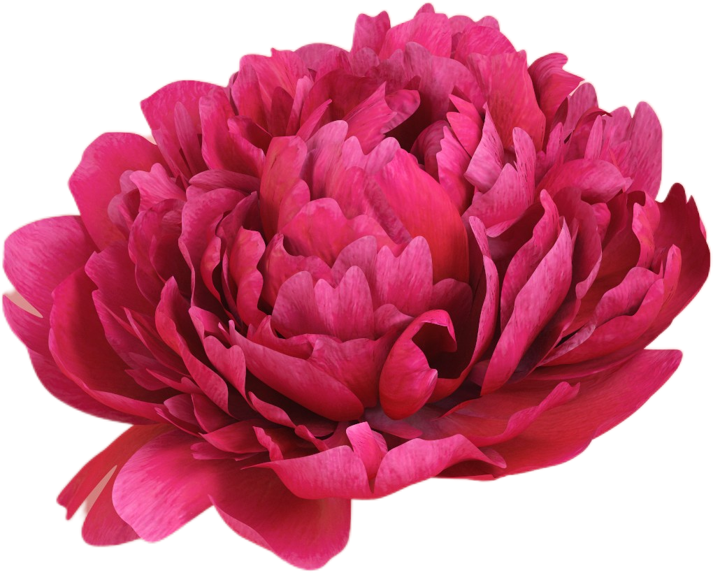 flower(1)