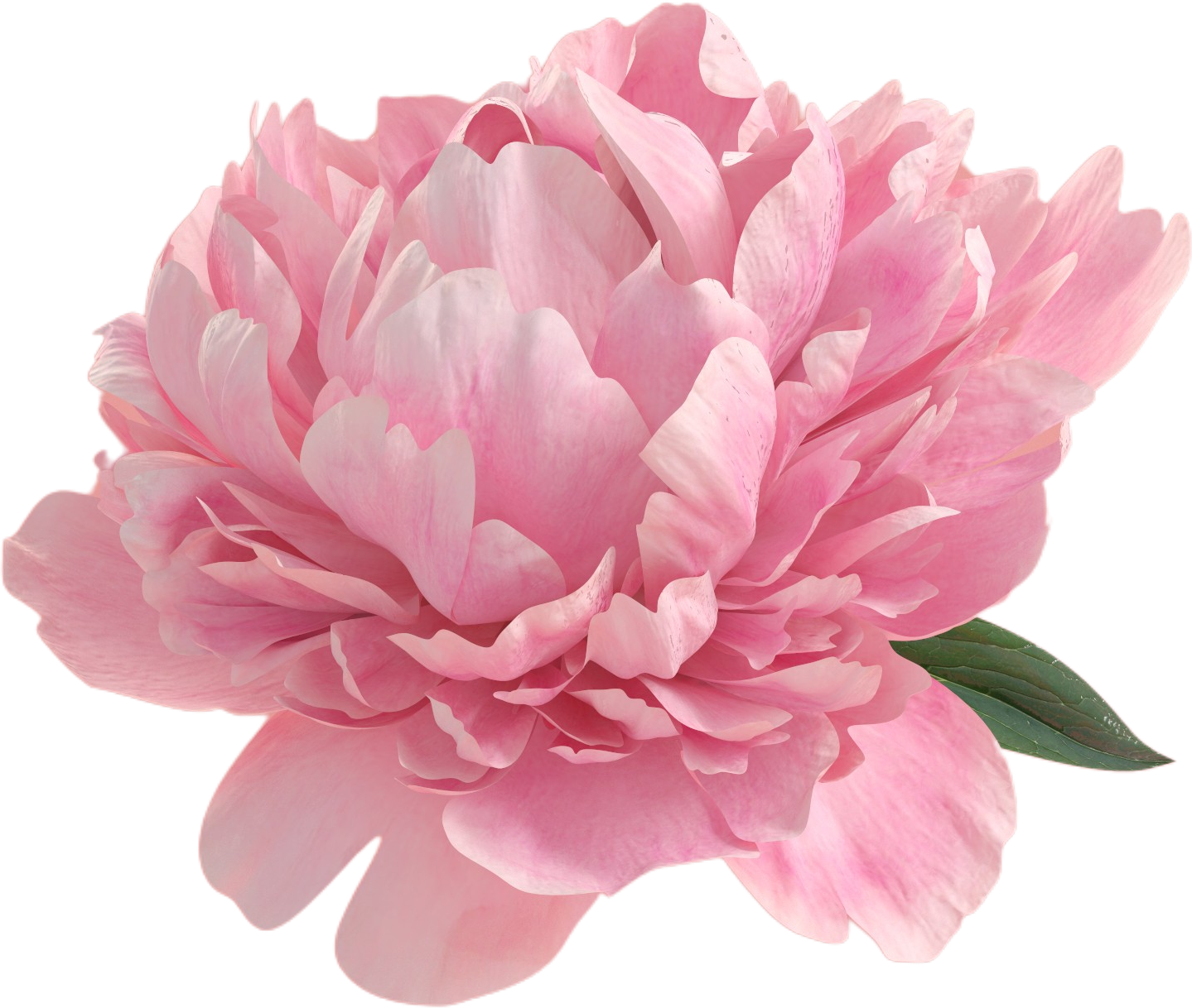 flower(2)