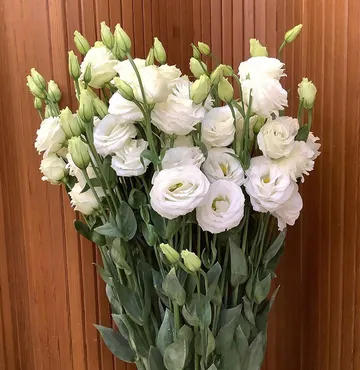 ดอกไม้สด(8)