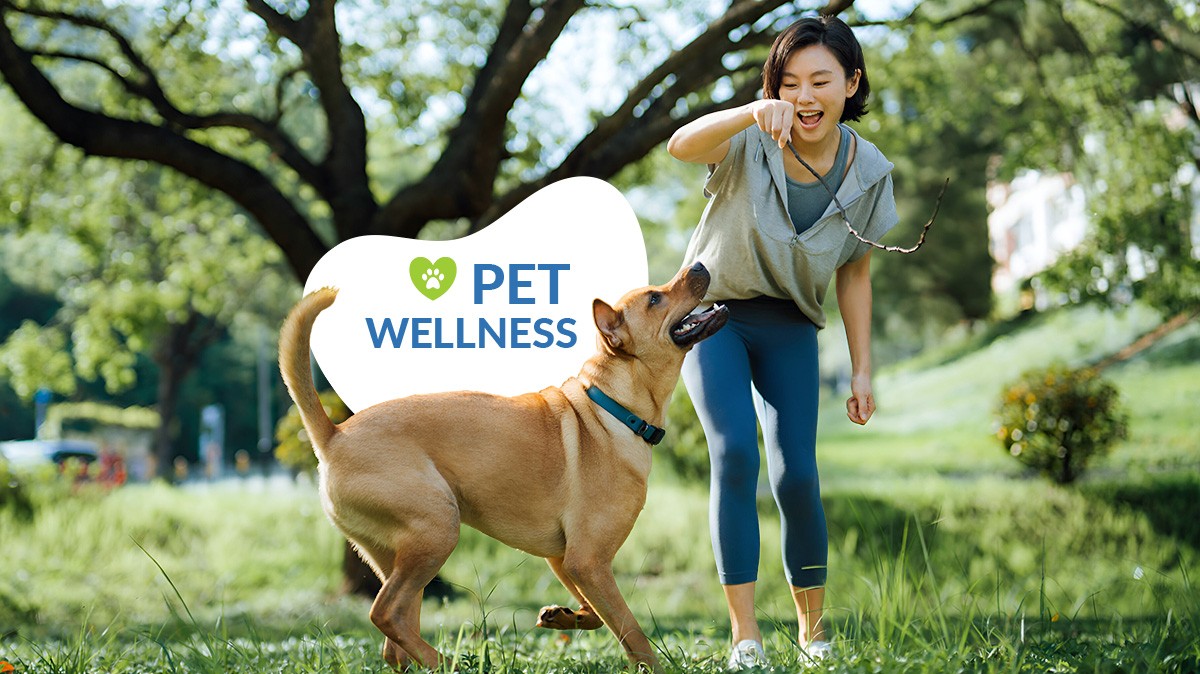 Pet-Wellness-การดูแลสุขภาพเชิงป้องกัน