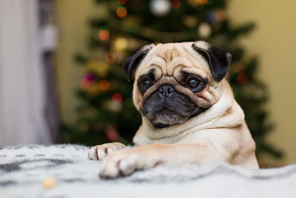 โรคตาสายพันธุ์ปั๊ก-(Pug)1
