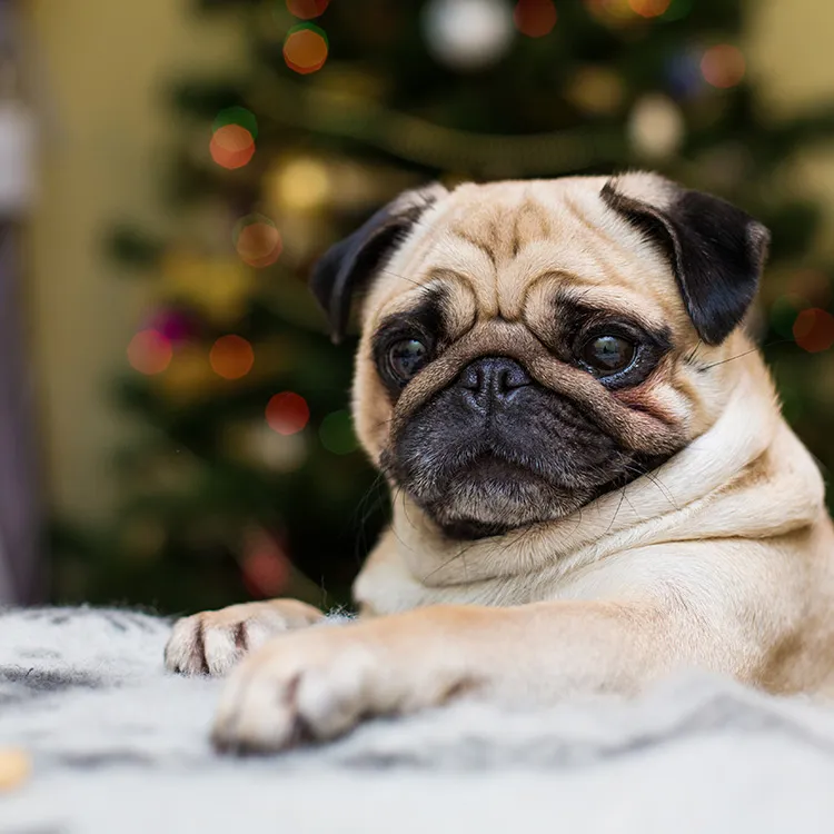 โรคตาสายพันธุ์ปั๊ก-(Pug)