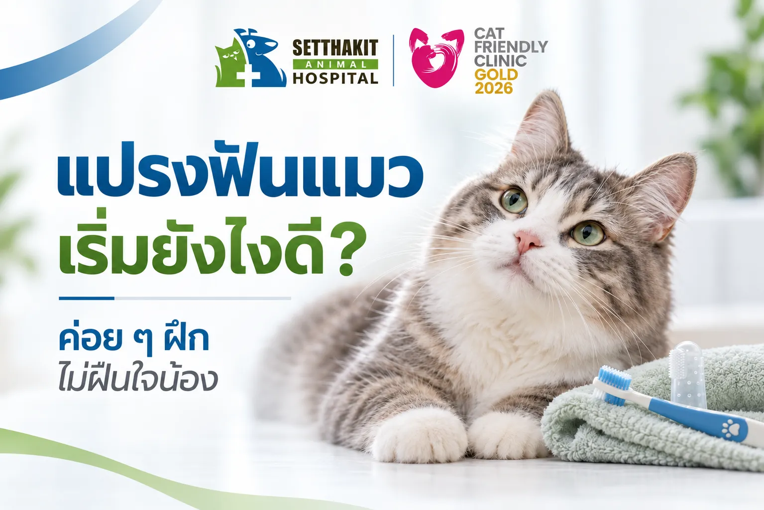 แปรงฟันแมว