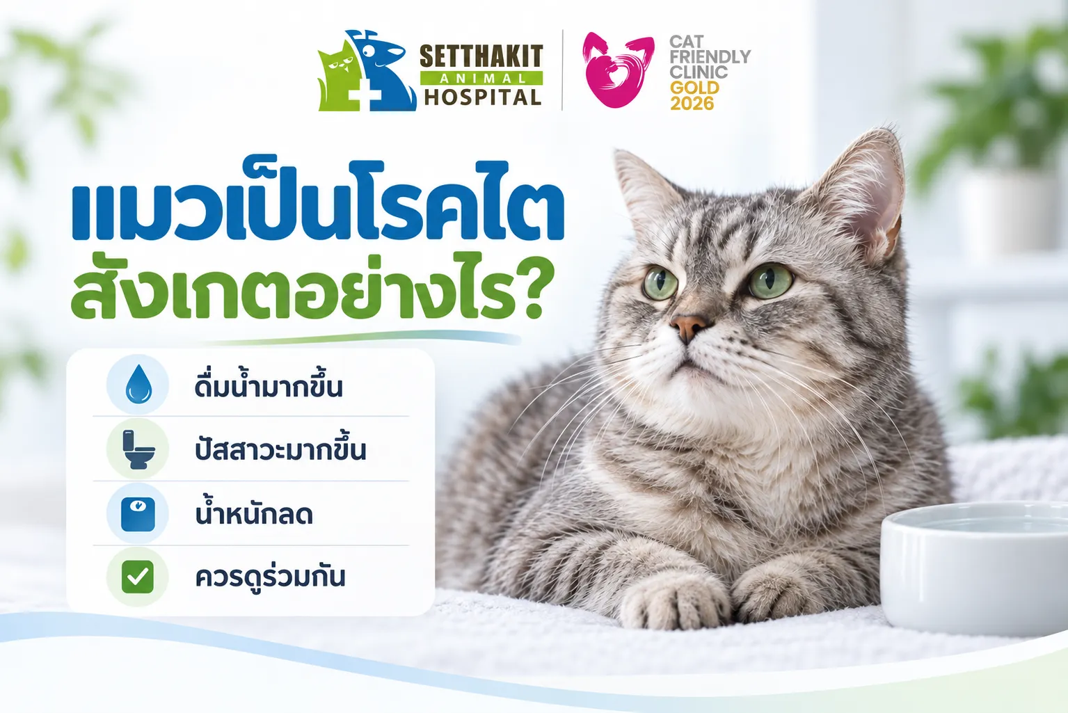 แมวเป็นโรคไต
