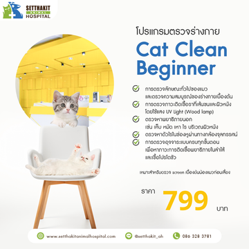 CatCleanBeginner