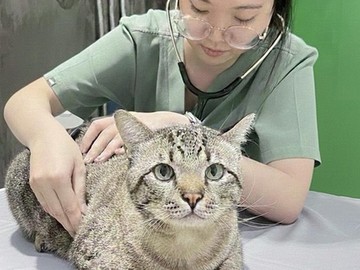 setthakitanimalhospital2