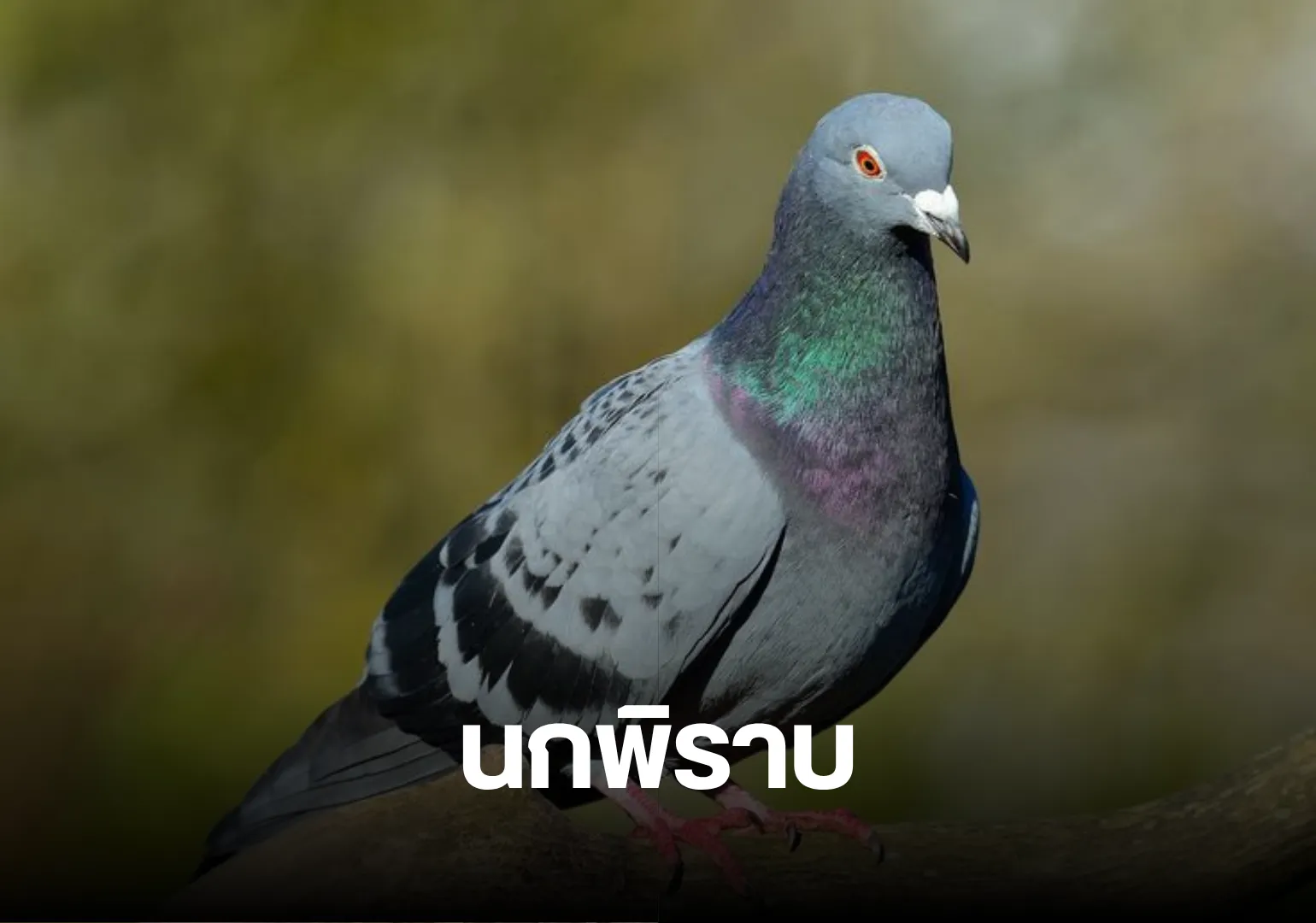 นนน