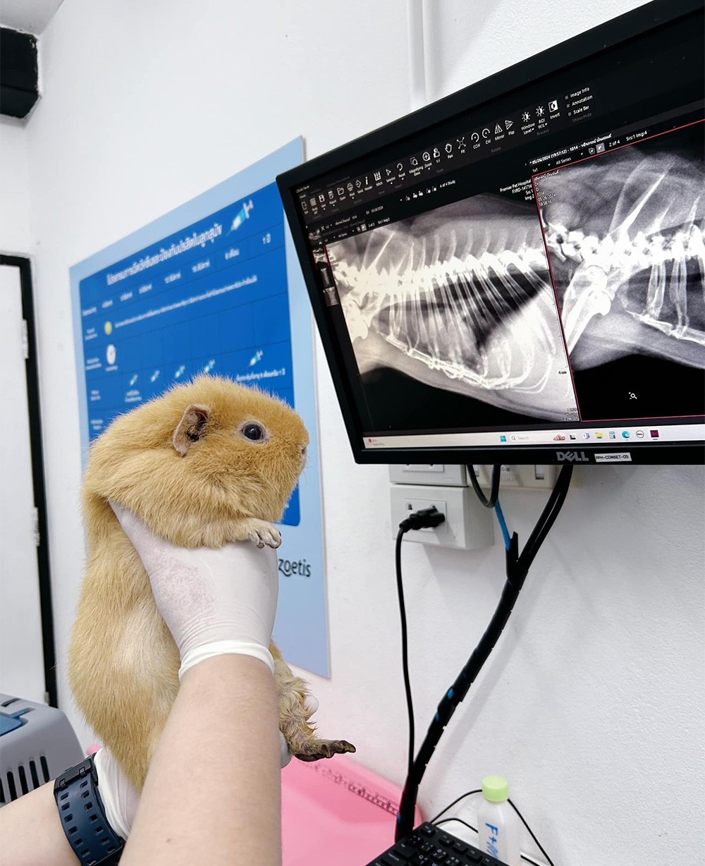 X-ray(3)
