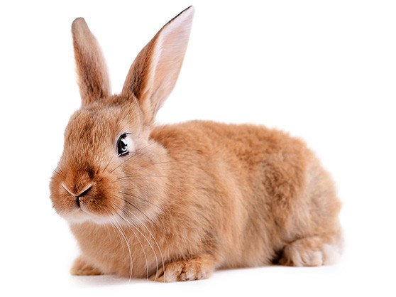 little-rabbit-isolated-white