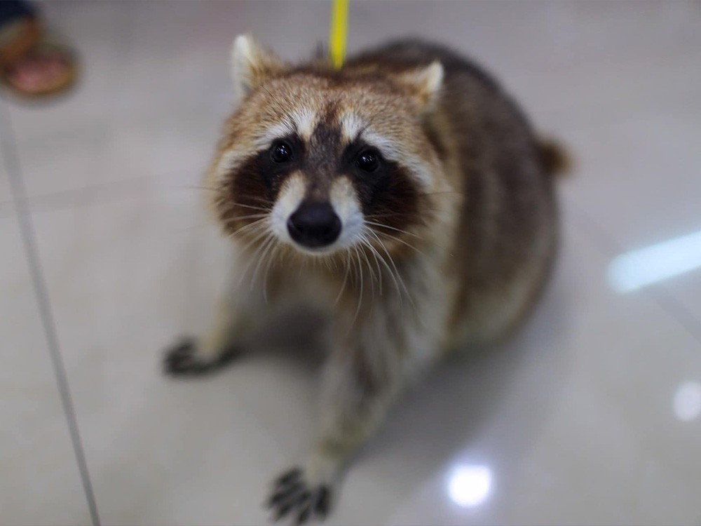 pet1