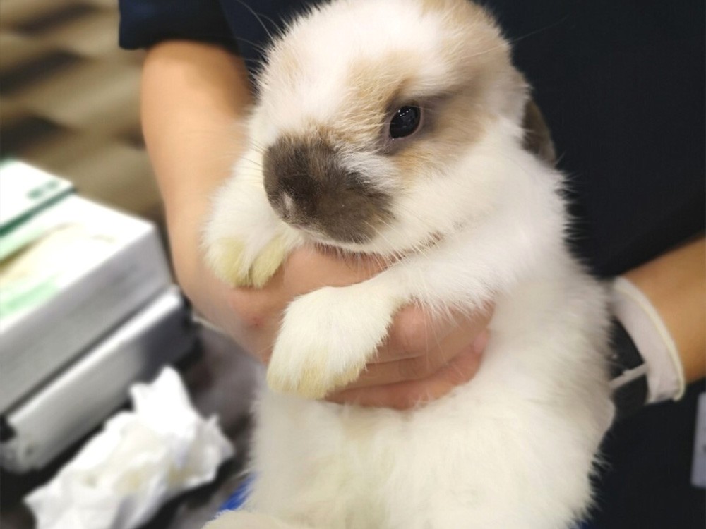 pet3