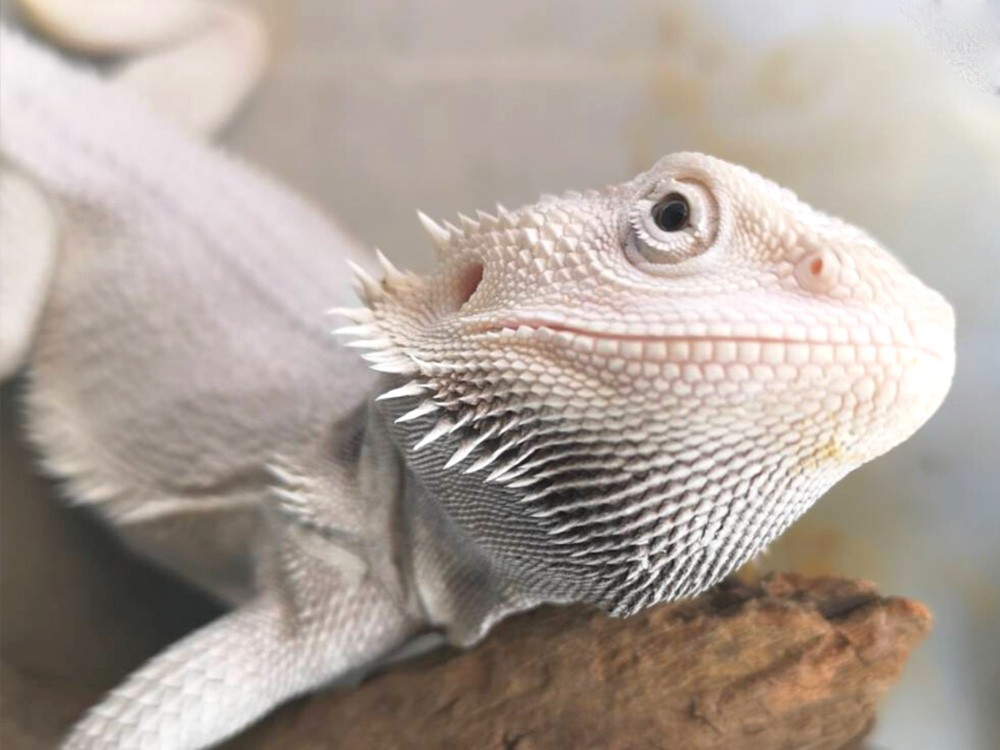 pet4