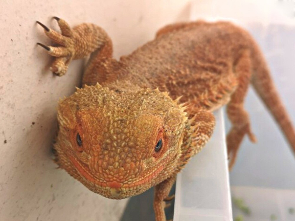 pet5