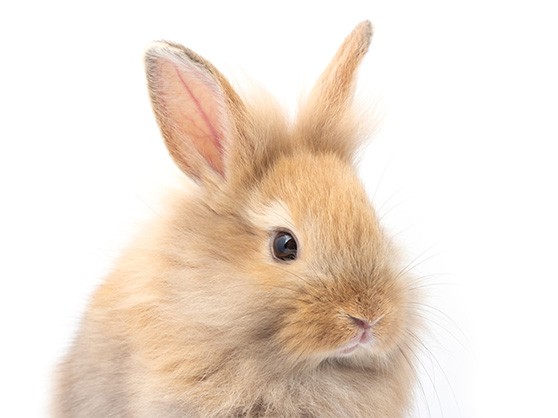 rabbit