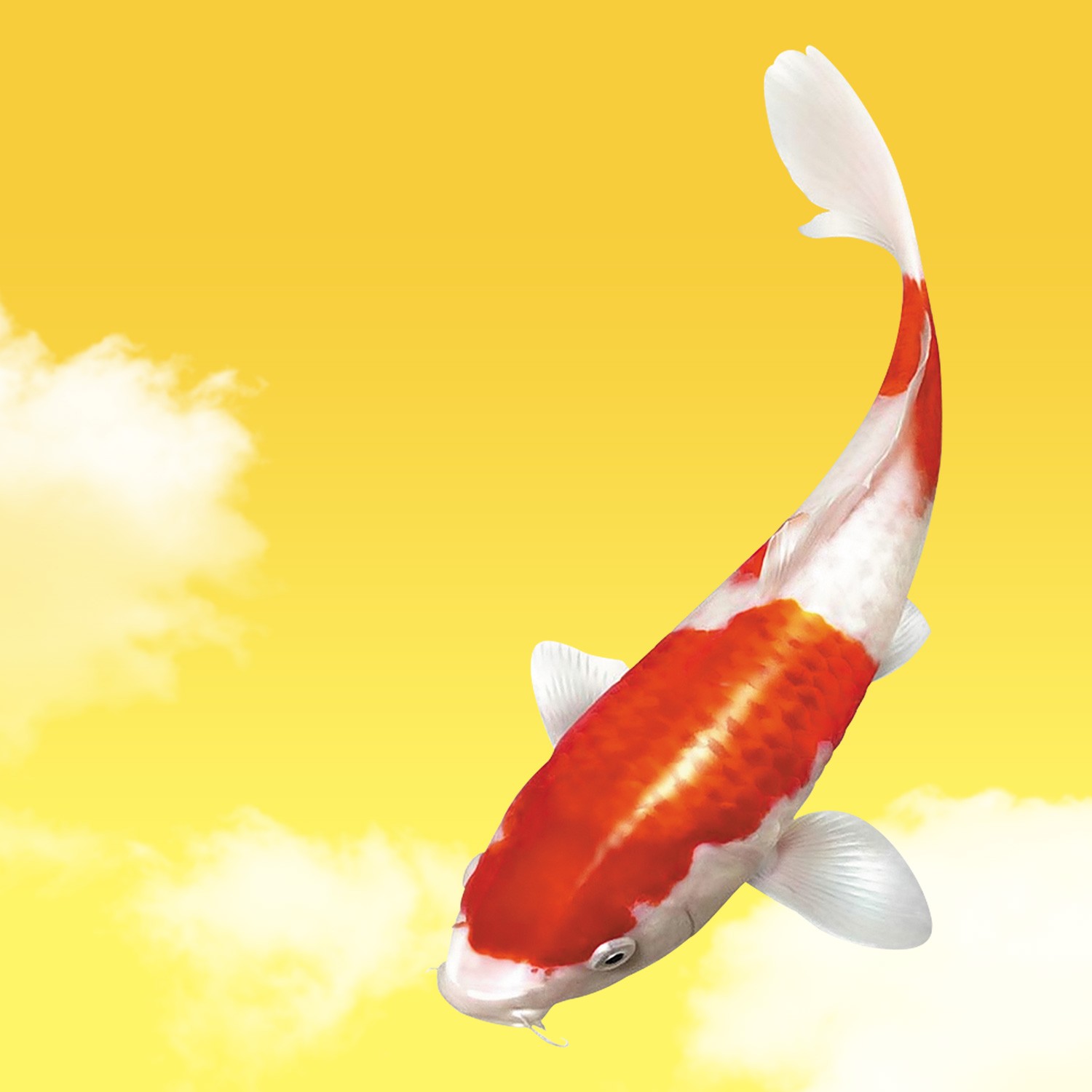 Koi