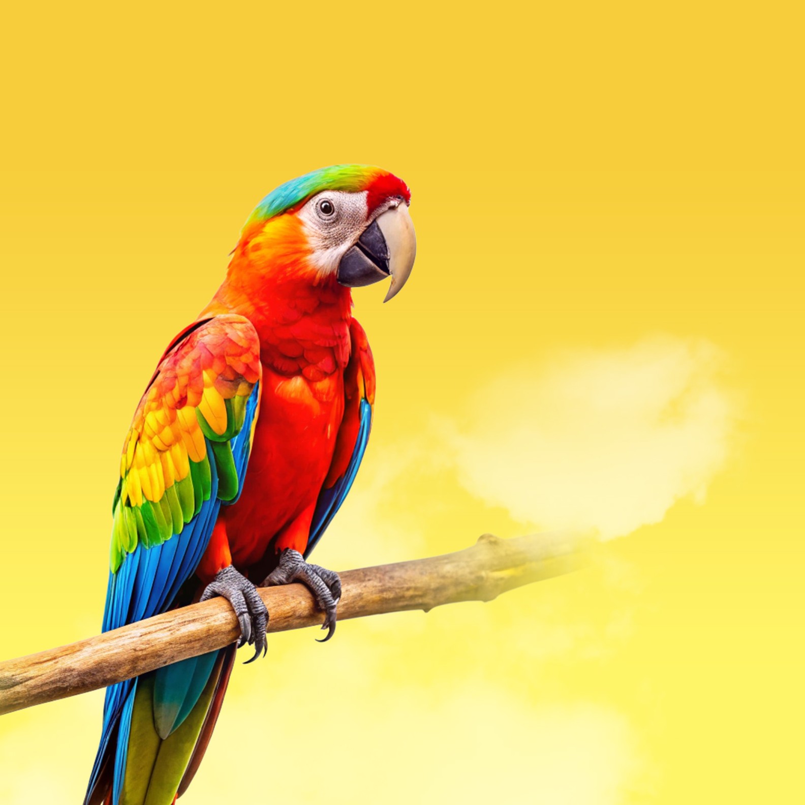 04nektechpetfood-category-bird