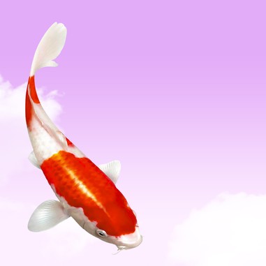 03nektechpetfood-category-fish