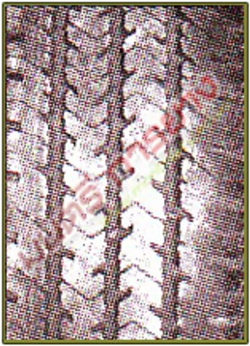 xcd