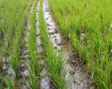 agriculture(2)