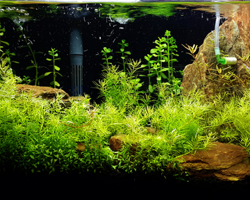 aquascaping-tanks