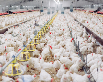 chicken-farm