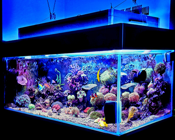 fish-tank