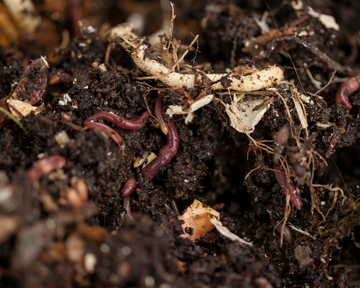 organic-compost(1)