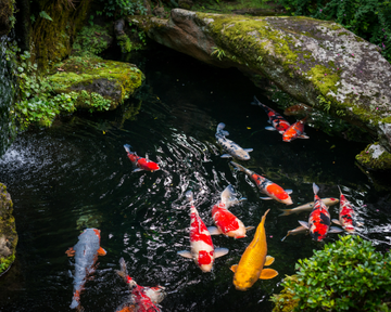 ornamental-fish-pond