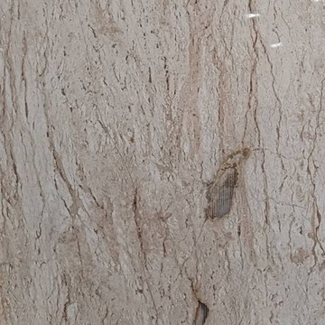 Thai-Travertine-Marble(2)