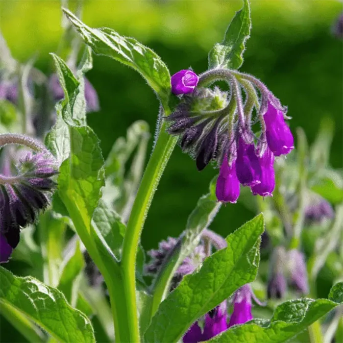 Allantoin
