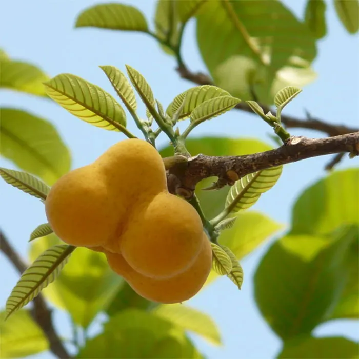 Artocarpus-Lakoocha-Wood-Extract