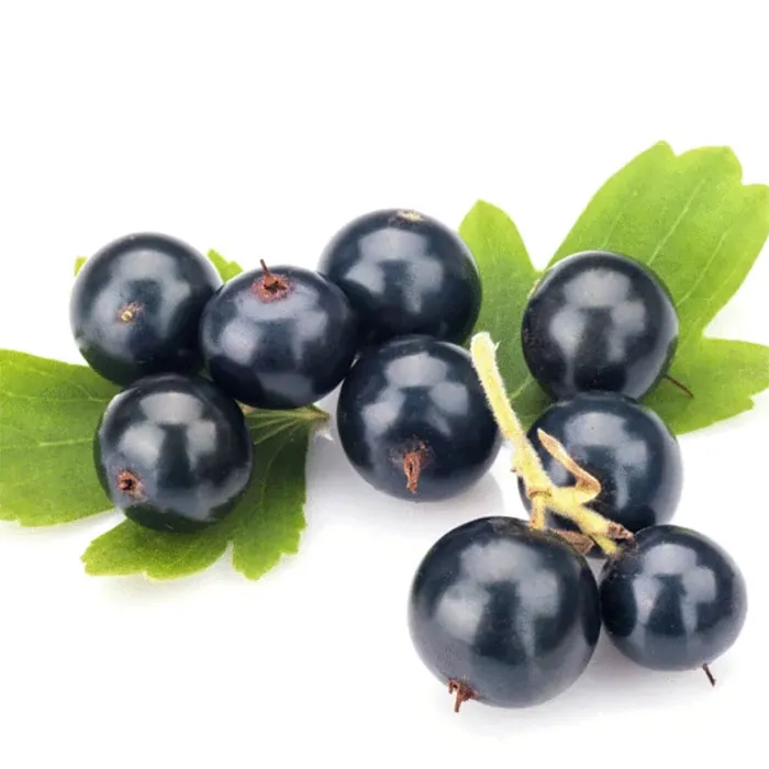 Blackcurrant-Seed-Oil