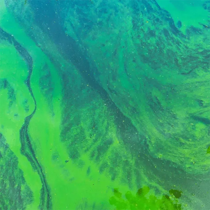 Blue-green-algae