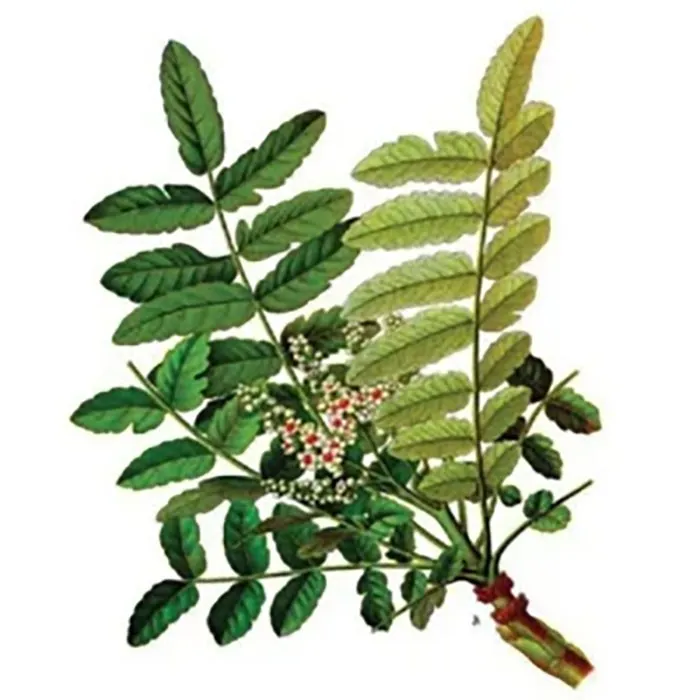 BoswelliaSerrataExtract