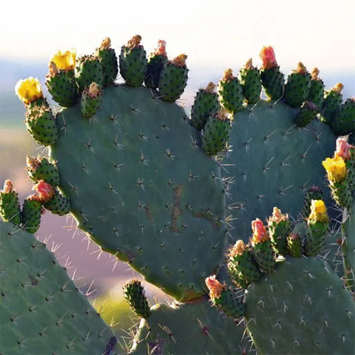 Cactus-Extract-600x600