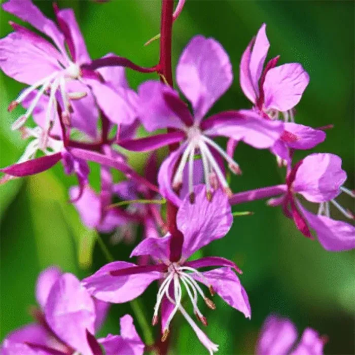 CanadianWillowHerbExtract