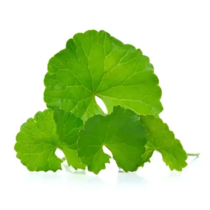 Centella-Asiatica-Leaf-Extract