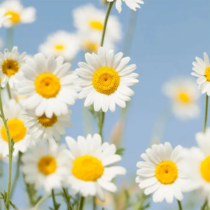 Chamomile-Extract