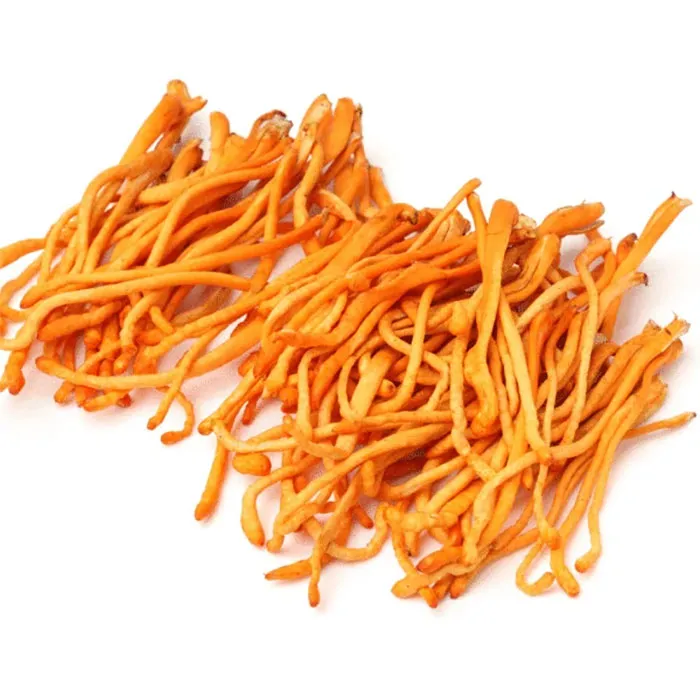 Cordyceps-Militaris