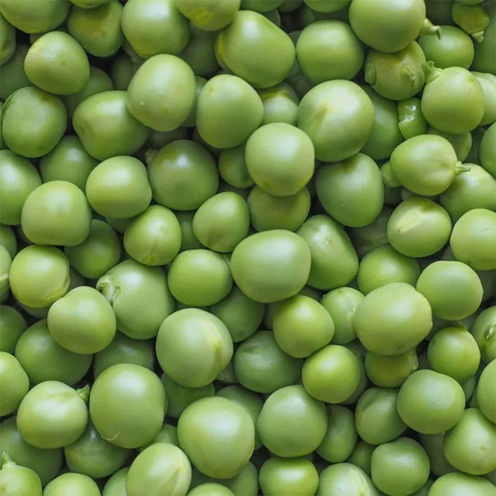 European-Pisum-Sativum