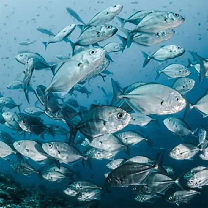 Fish-Collagen