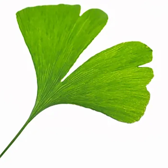 Ginkgo-Extract
